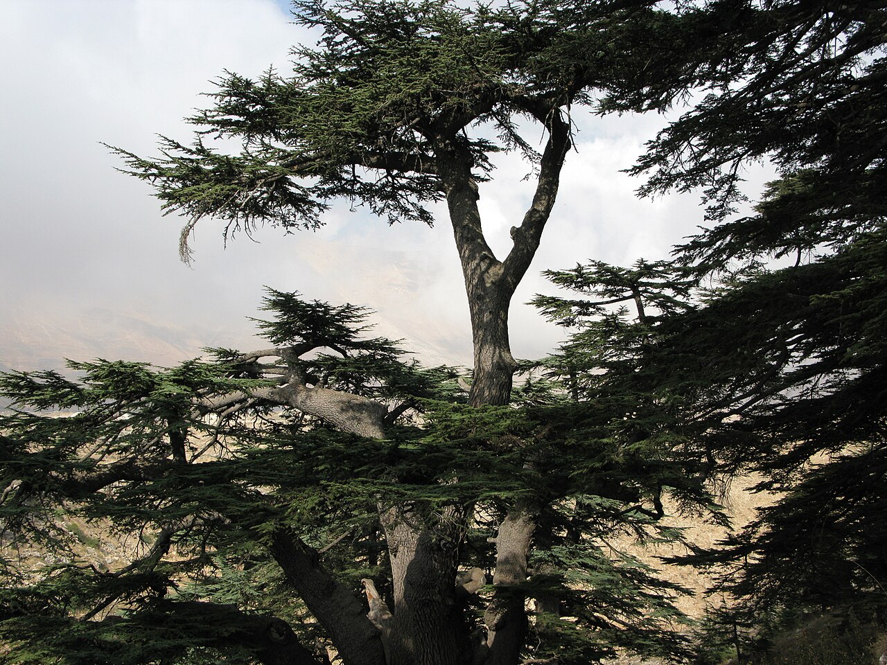 Lebanon's cedar mountain itineraries
